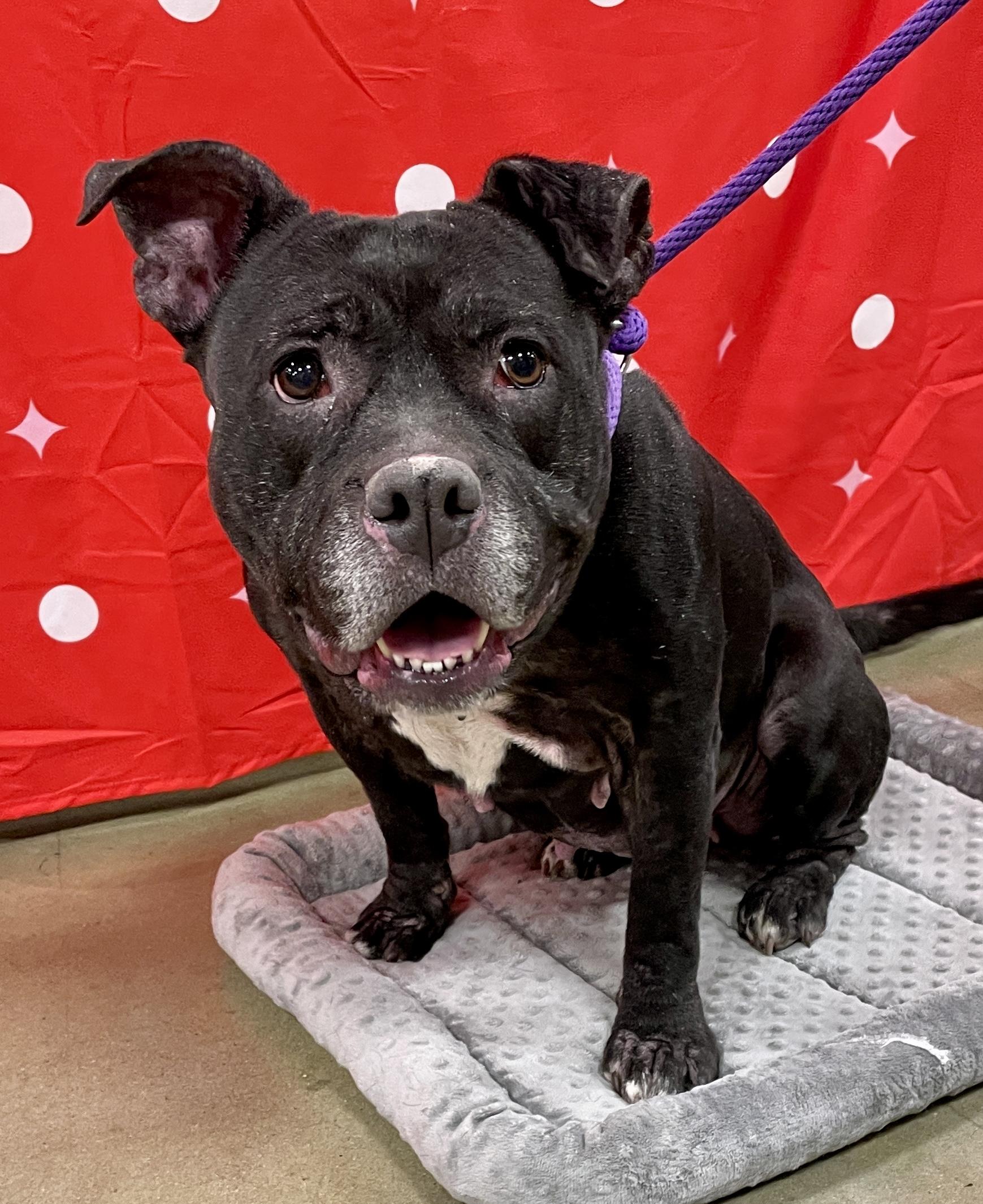 Bella, Adoptable, Adult Female American Bulldog.