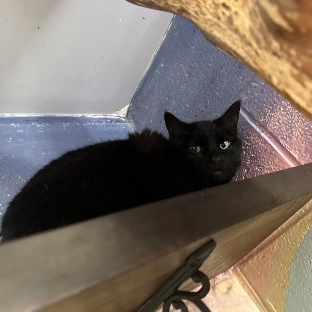 Noodle, Adoptable, Adult Female Domestic Short Hair.