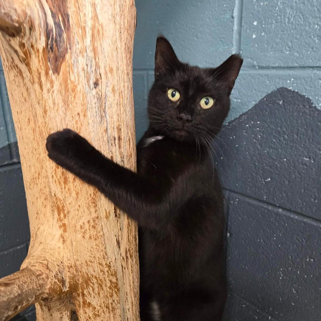 Enlarge Noodle, a Adoptable Domestic Short Hair in Newport, TN image 2/2
