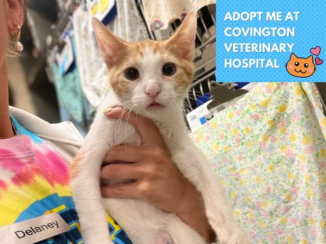 Enlarge B DUB, a Adoptable Domestic Short Hair in Fort Wayne, IN image 1/1