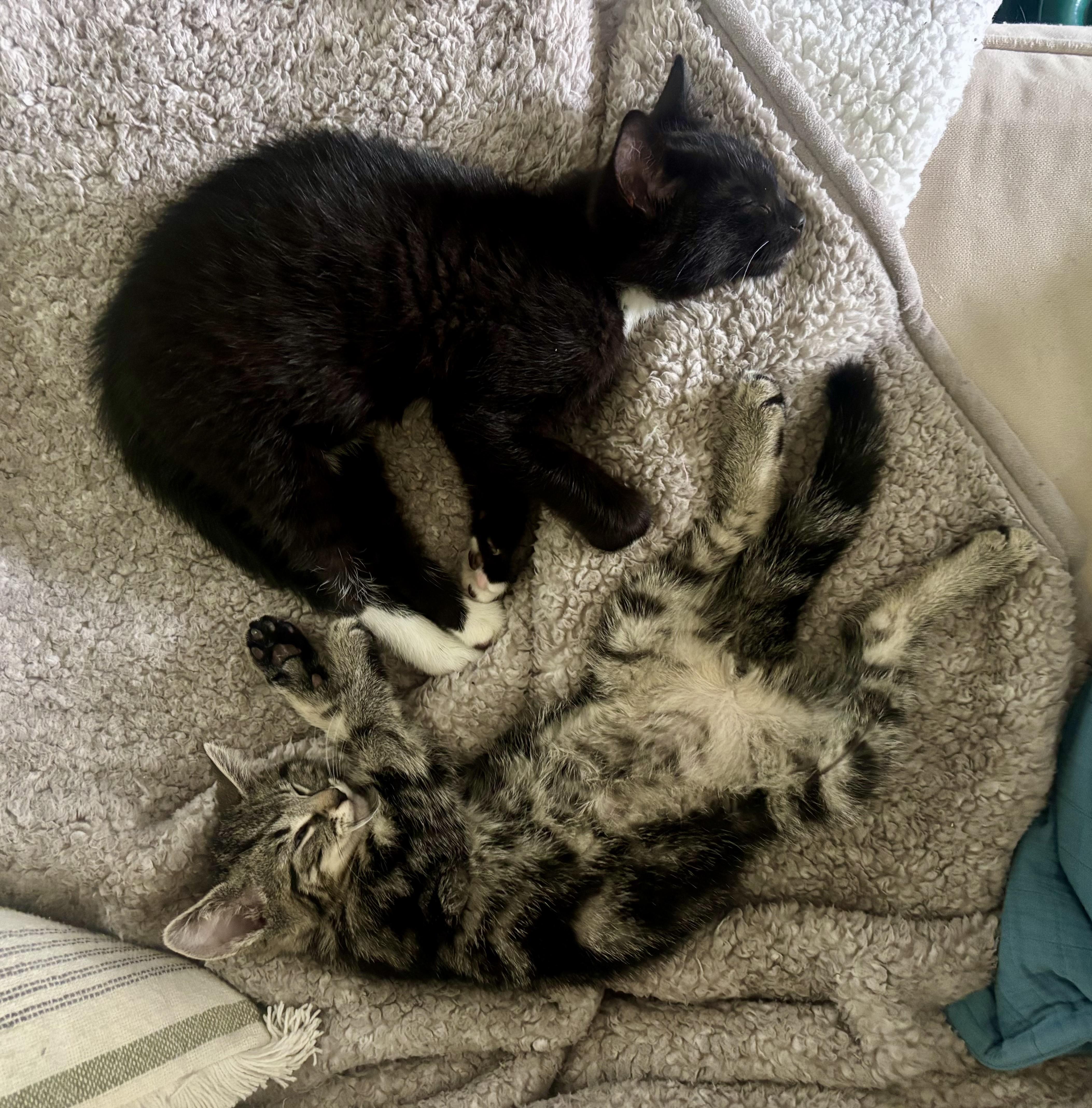 Mack & Milo, a ADOPTABLE mixed breed in Bethel, CT image 4/6