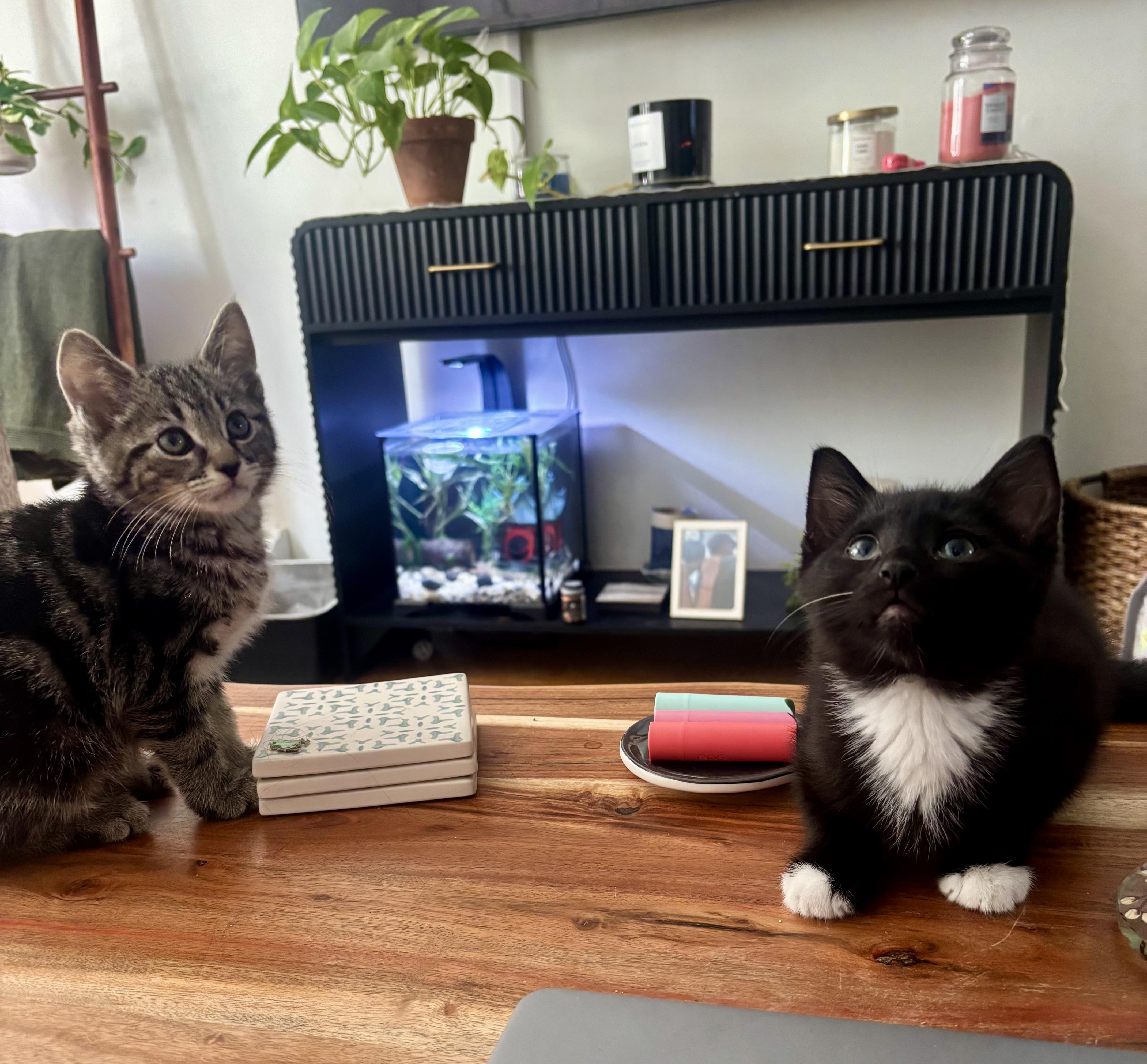 Mack & Milo, a ADOPTABLE mixed breed in Bethel, CT image 6/6