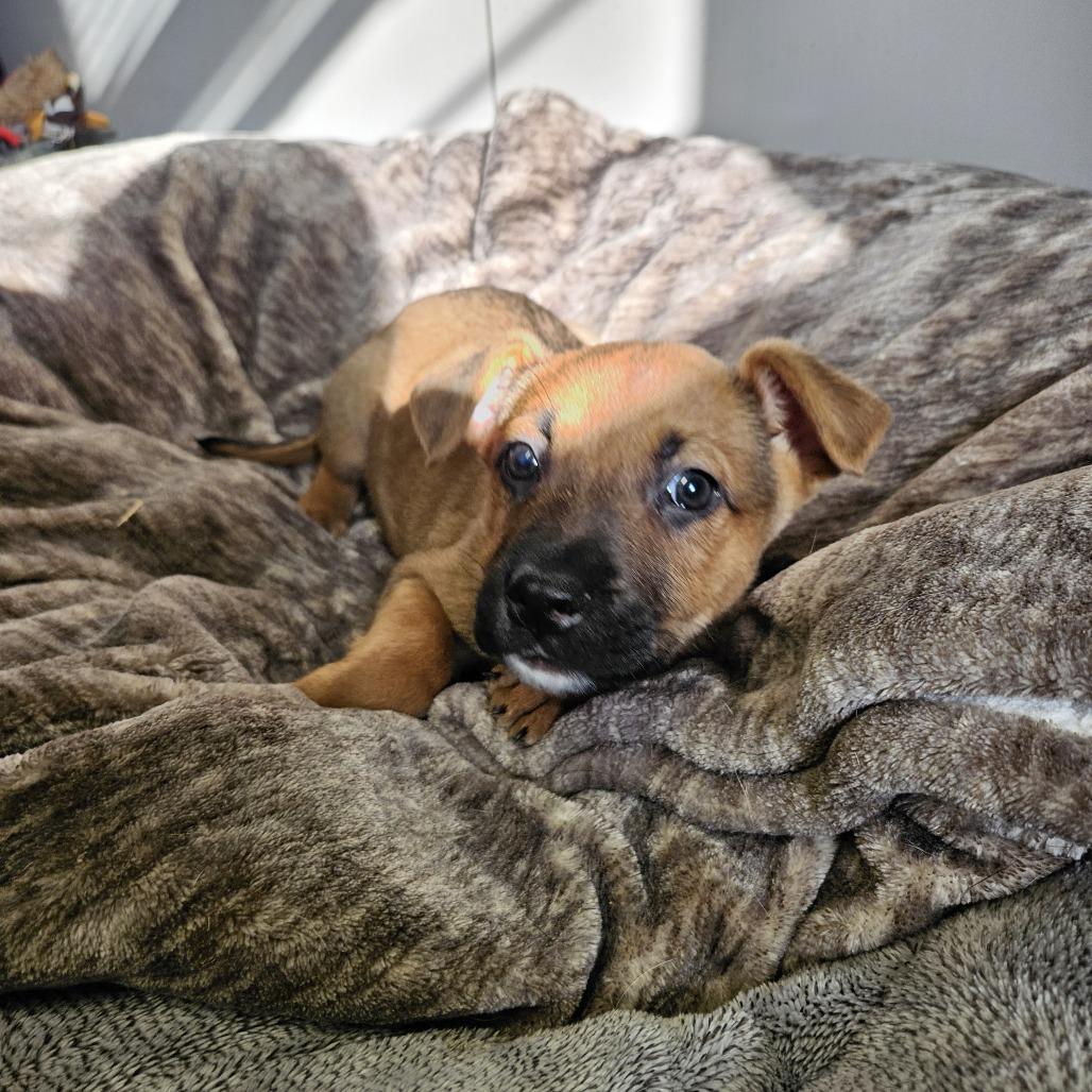Brownie, Adoptable, Young Male Shepherd & Mixed Breed.