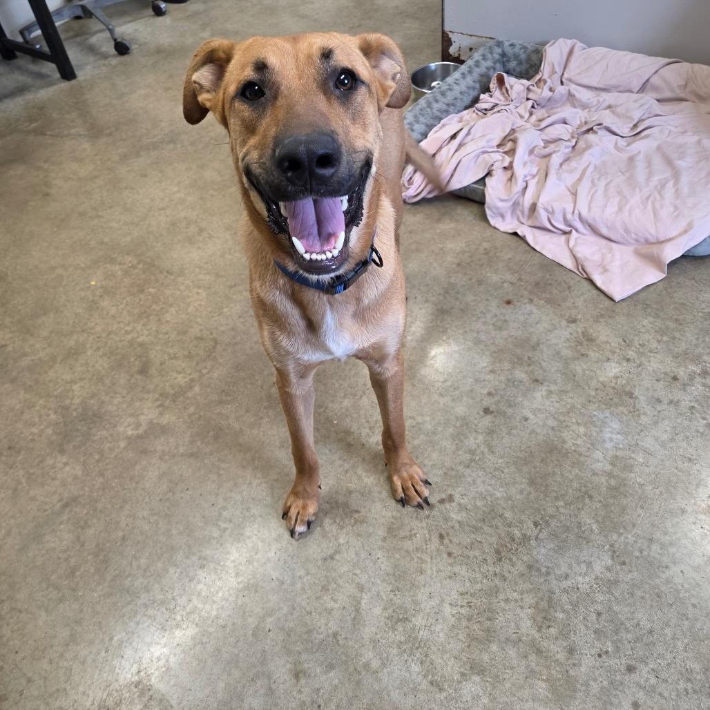 Enlarge Brownie, a Adoptable mixed breed in Jasper, IN image 2/5