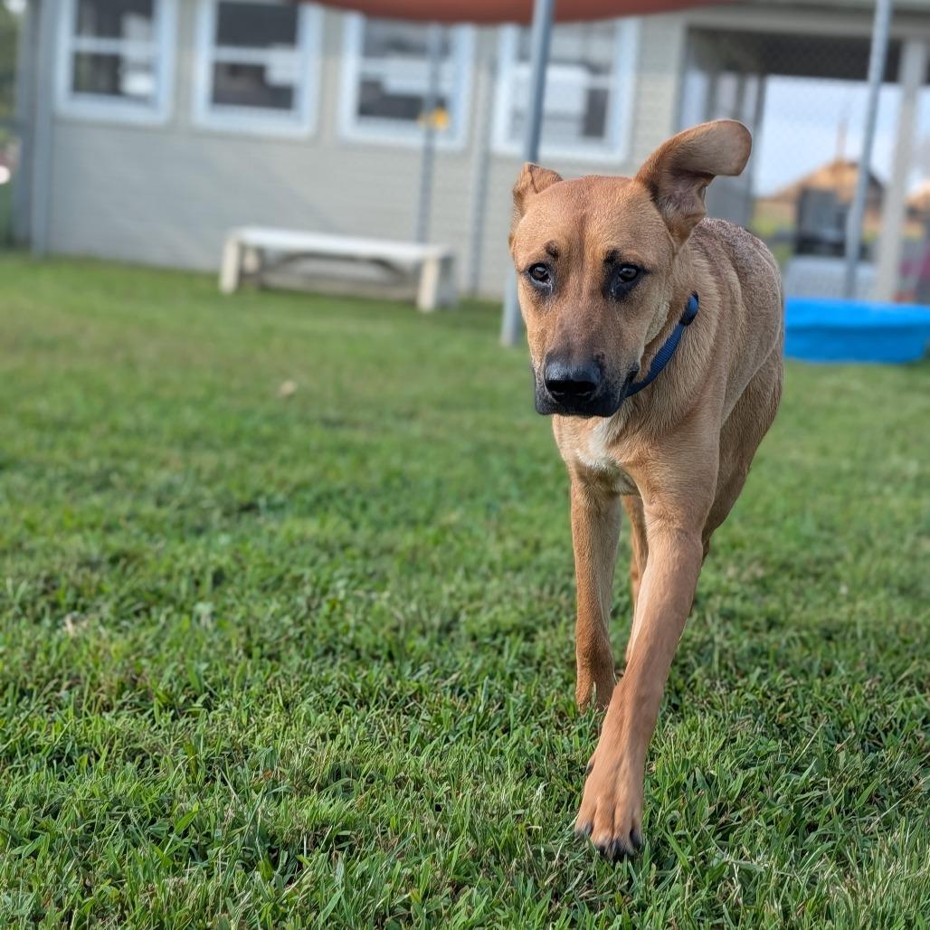 Enlarge Brownie, a Adoptable mixed breed in Jasper, IN image 3/5