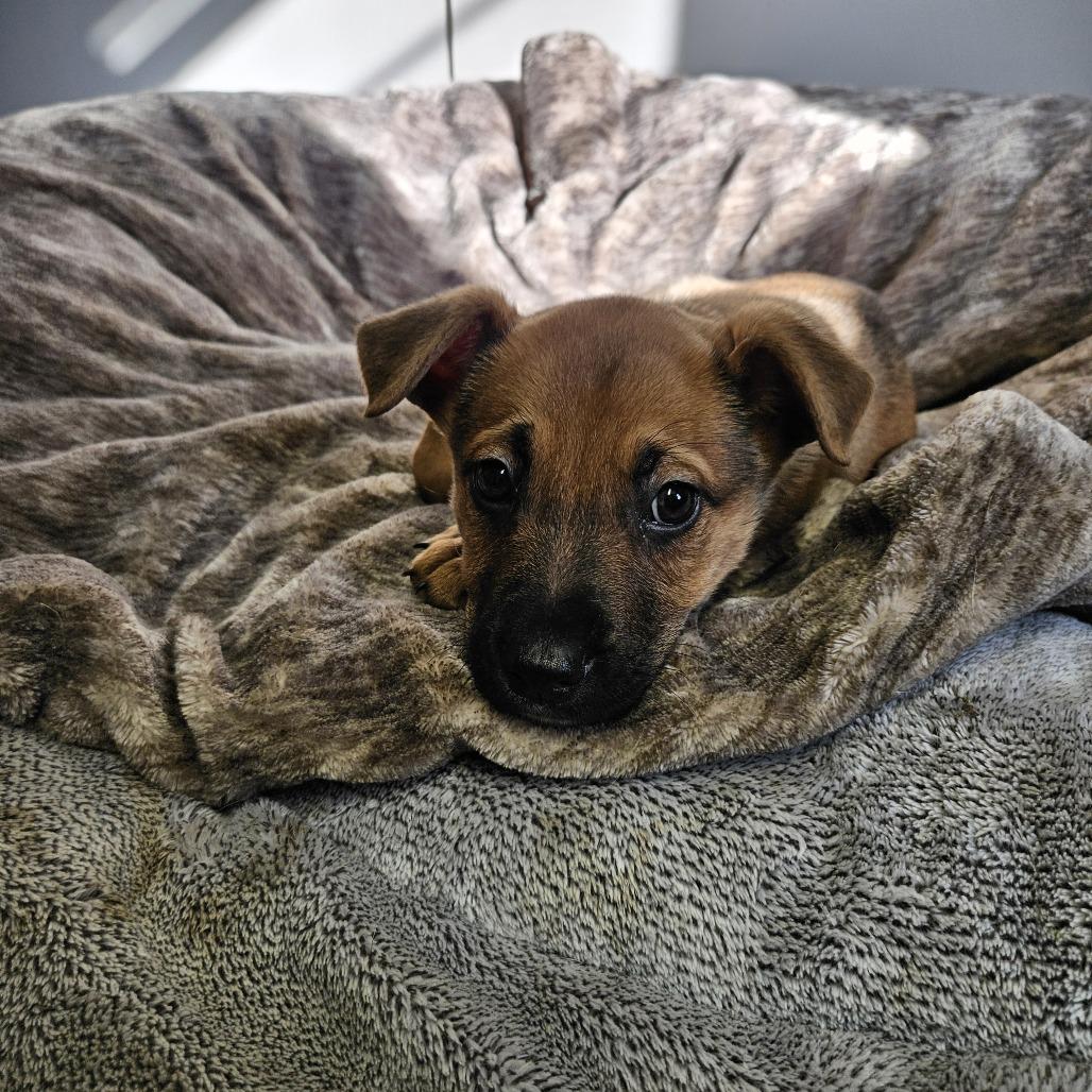 Enlarge Brownie, a Adoptable mixed breed in Jasper, IN image 4/5
