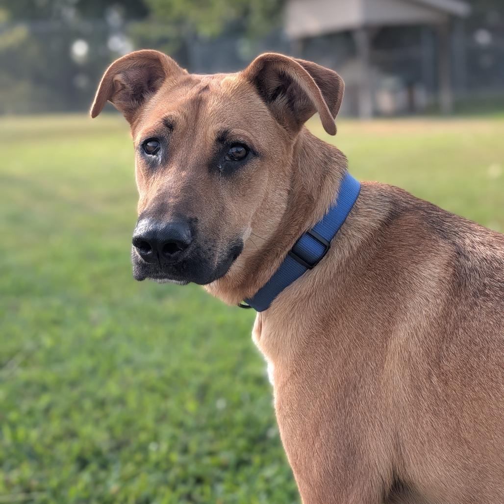 Enlarge Brownie, a Adoptable mixed breed in Jasper, IN image 5/5