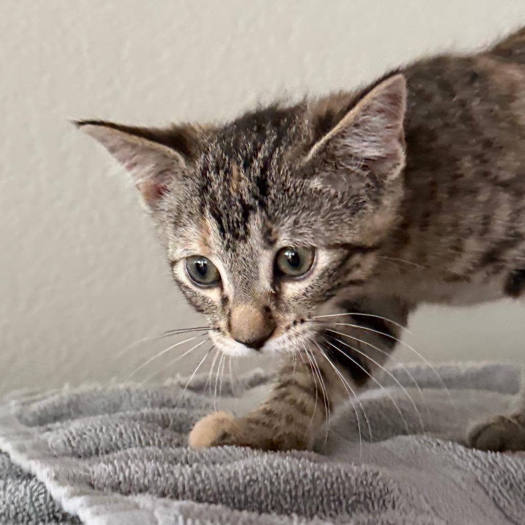 Lilac, Adoptable, Kitten Female Domestic Short Hair.