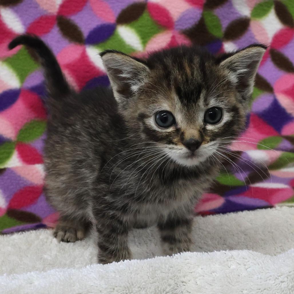 Enlarge Lilac, a Adoptable Domestic Short Hair in Chaska, MN image 2/3