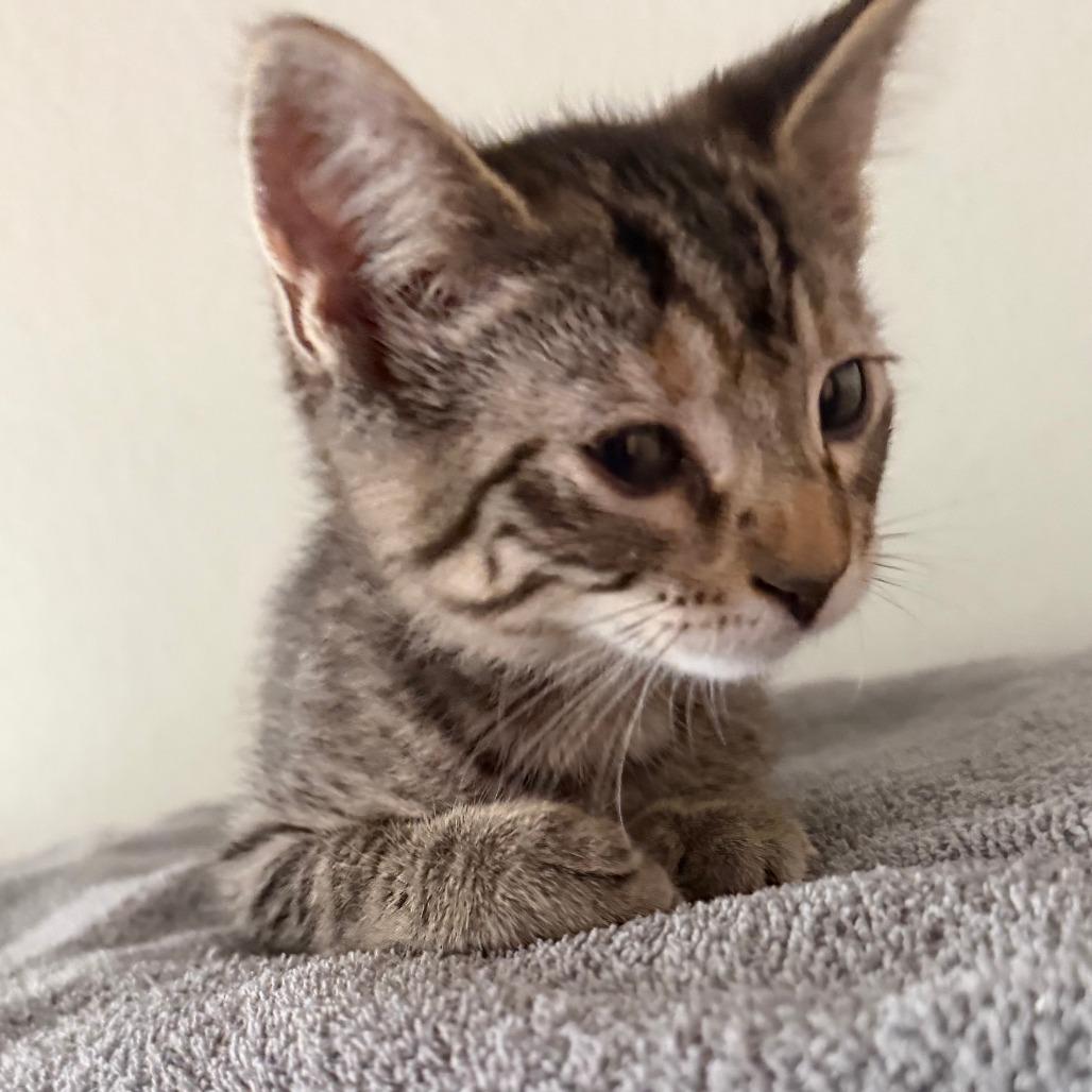 Enlarge Lilac, a Adoptable Domestic Short Hair in Chaska, MN image 3/3