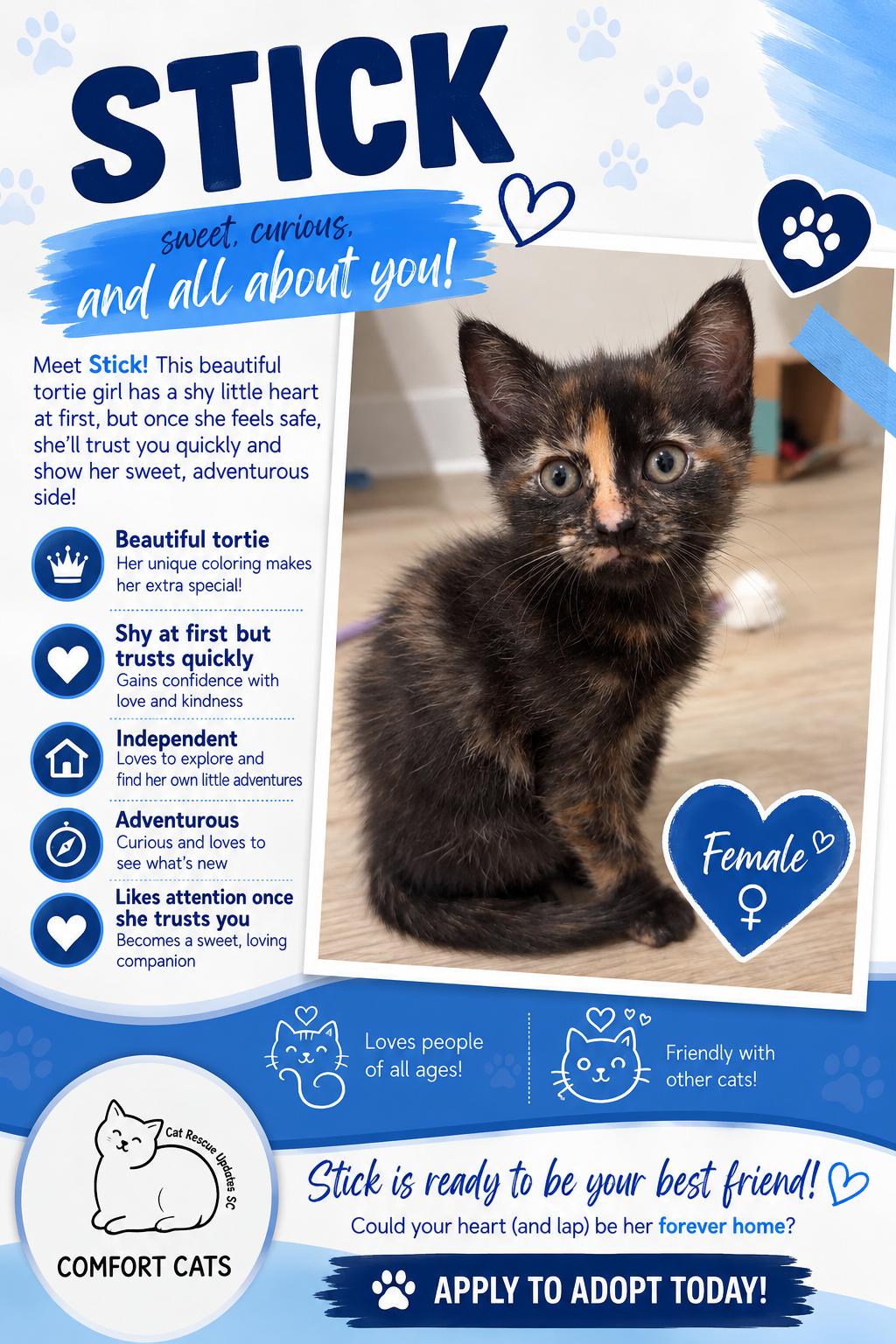 Enlarge Stick, a Adoptable Domestic Short Hair in Moore, SC image 1/1