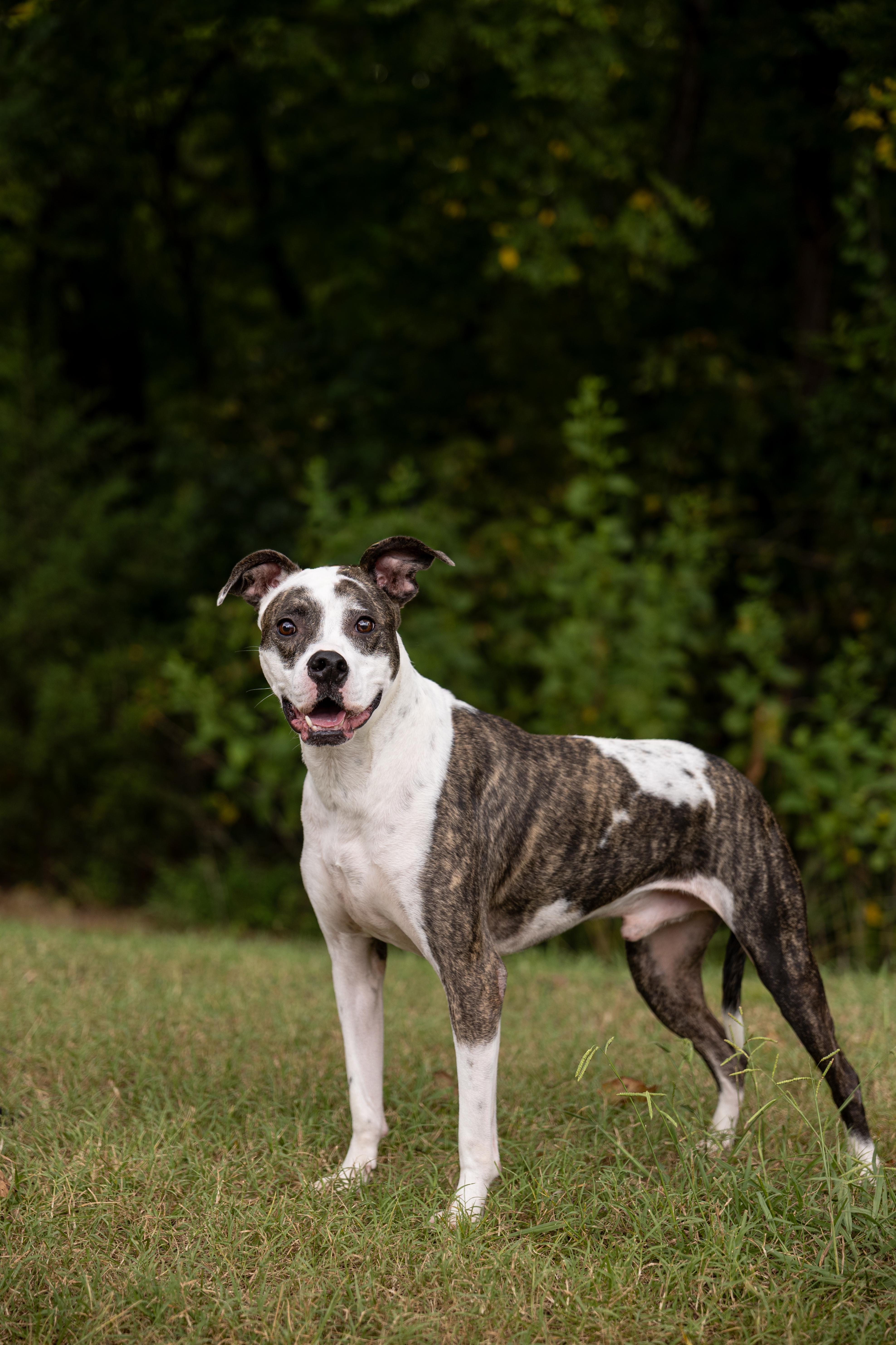 Enlarge Thurgood, a Adoptable mixed breed in Charlotte, NC image 1/6