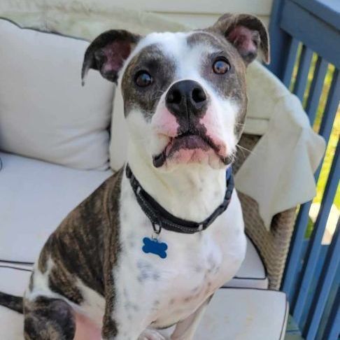 Thurgood, a Adoptable mixed breed in Charlotte, NC image 4/5