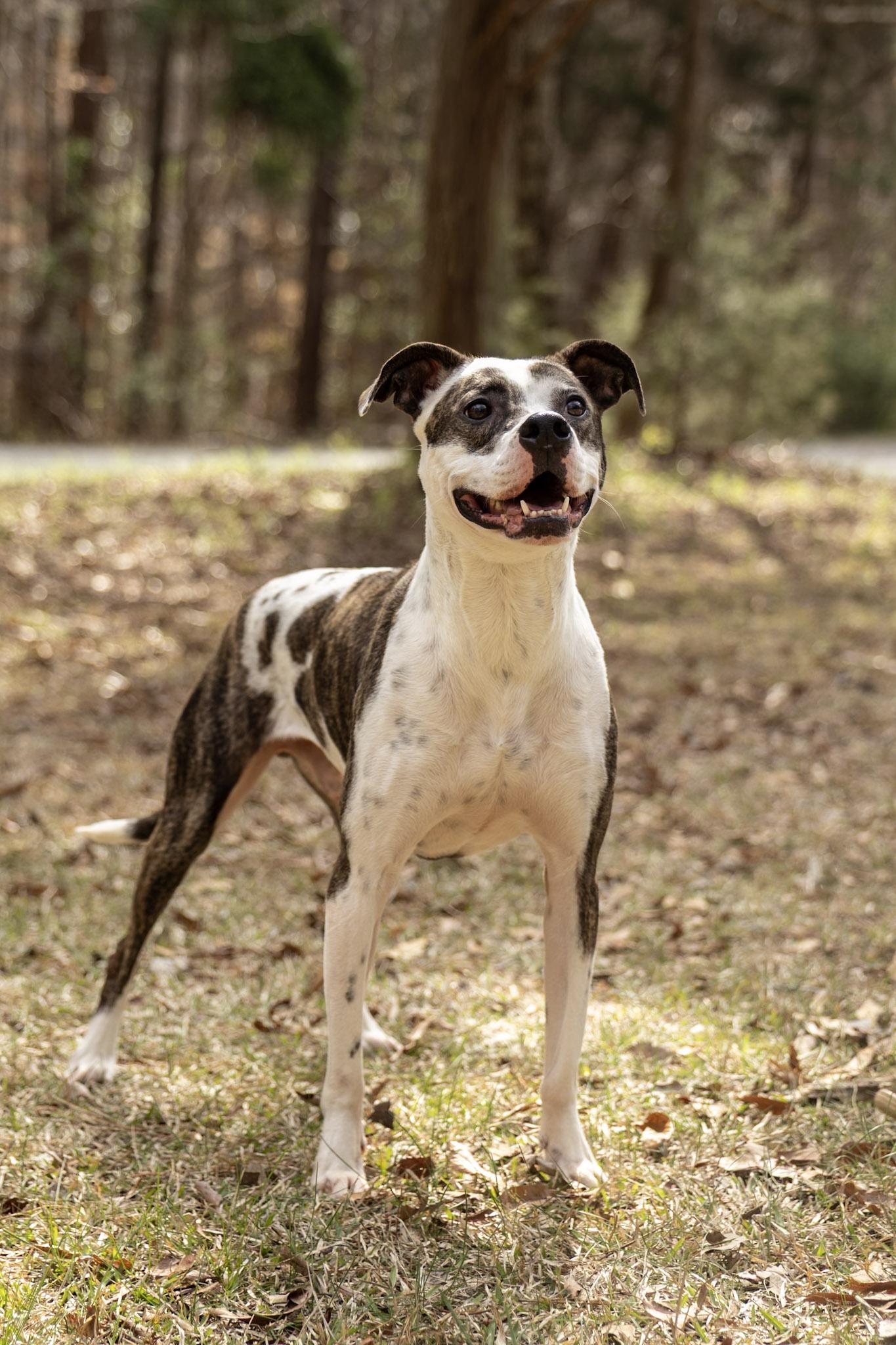 Enlarge Thurgood, a Adoptable mixed breed in Charlotte, NC image 6/6