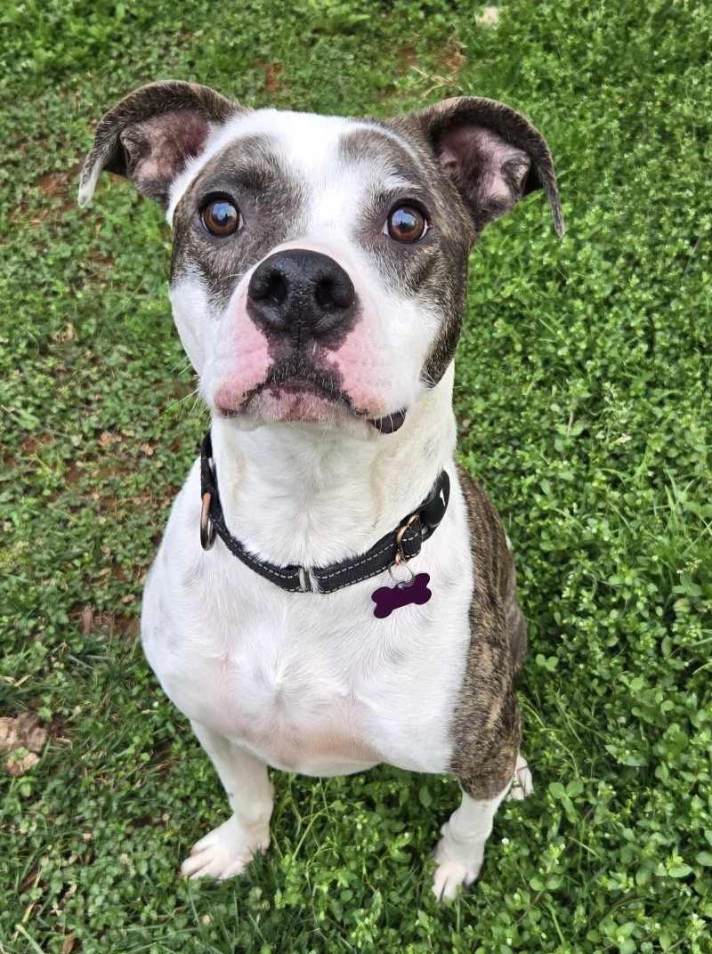 Thurgood, a Adoptable mixed breed in Charlotte, NC image 3/5