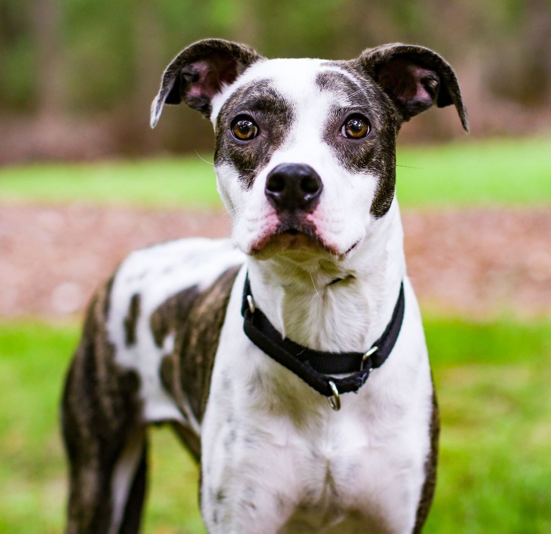 Thurgood, a Adoptable mixed breed in Charlotte, NC image 5/5