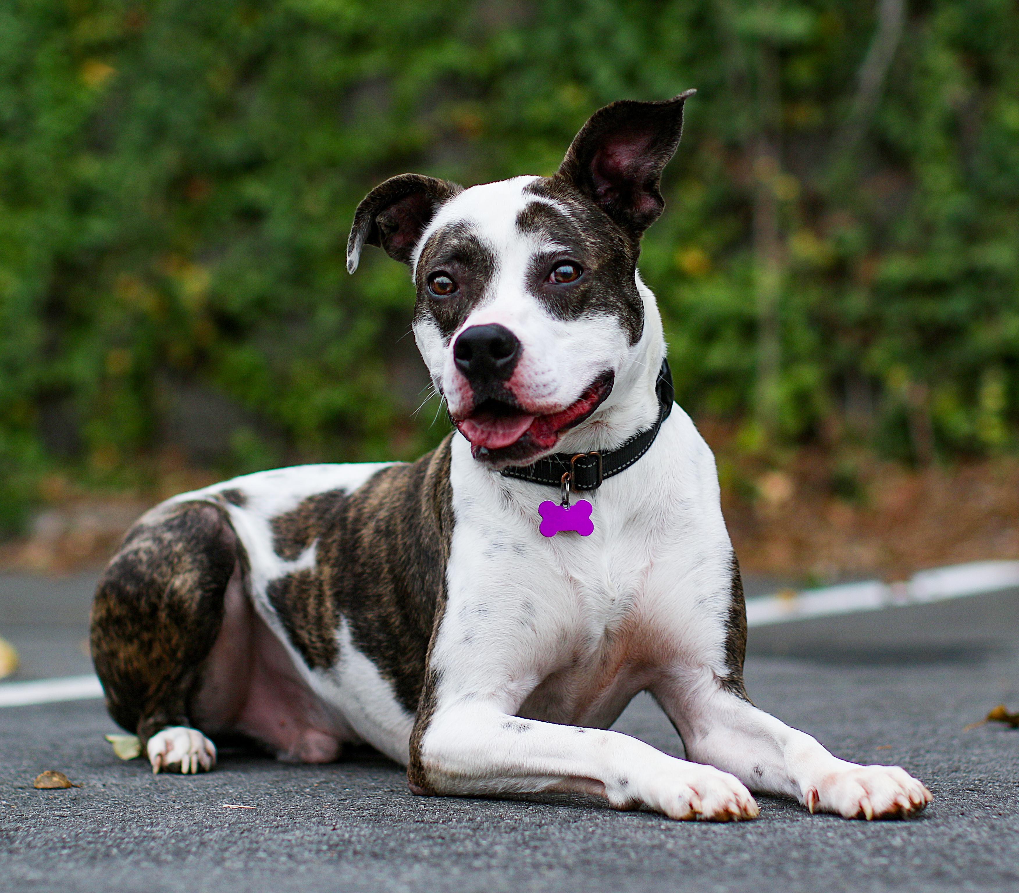 Thurgood, Adult Male Pit Bull Terrier