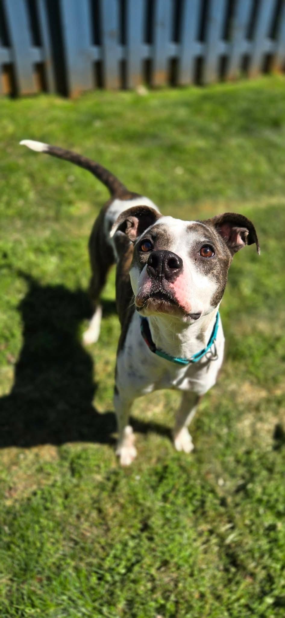 Thurgood, Adoptable, Adult Male Pit Bull Terrier & Hound.