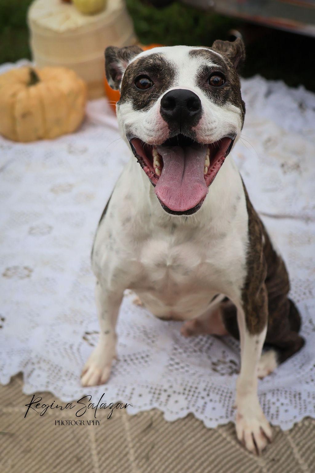 Thurgood, Adoptable, Adult Male Pit Bull Terrier & Hound.