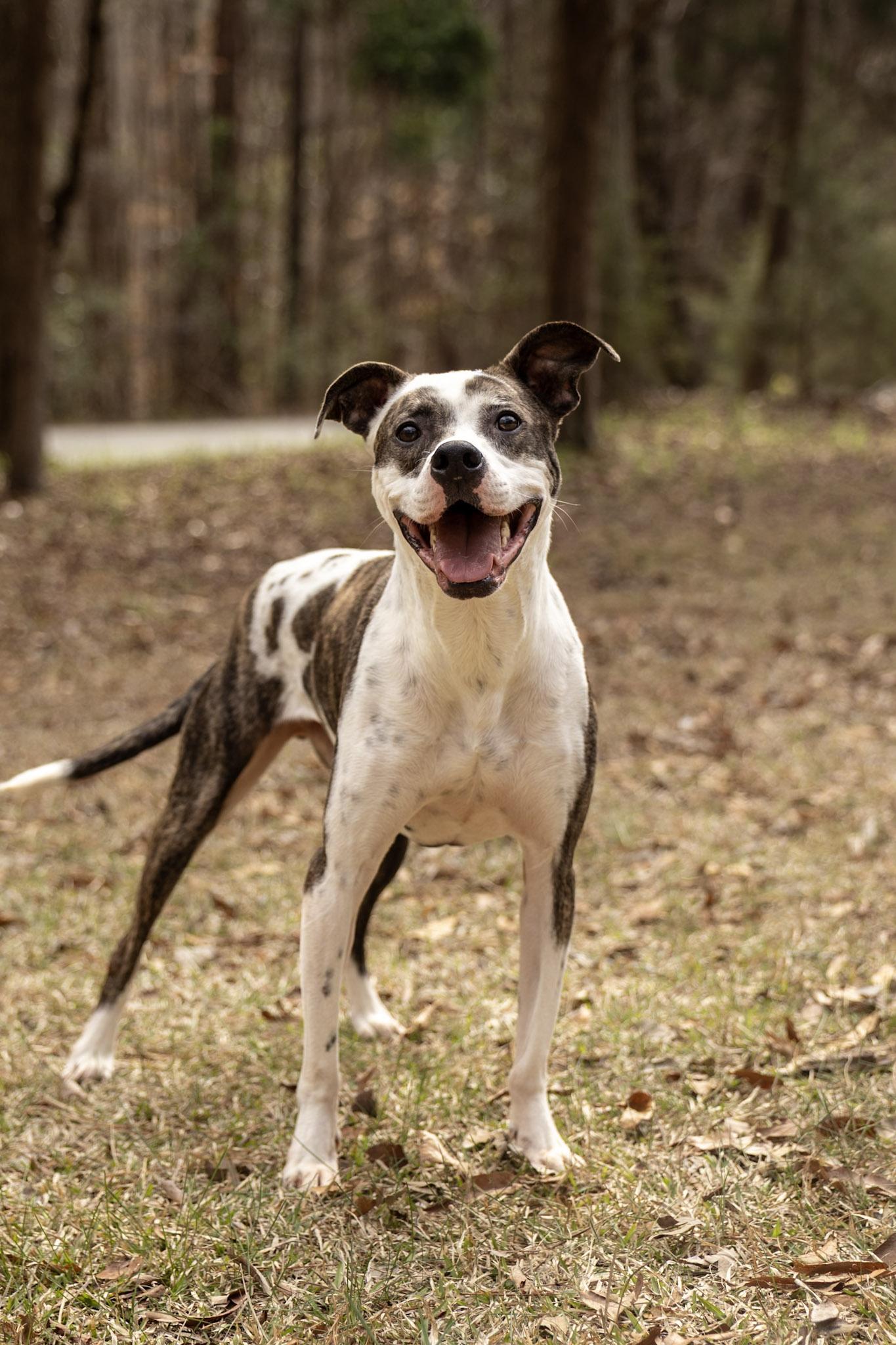 Thurgood, Adoptable, Adult Male Pit Bull Terrier & Hound.