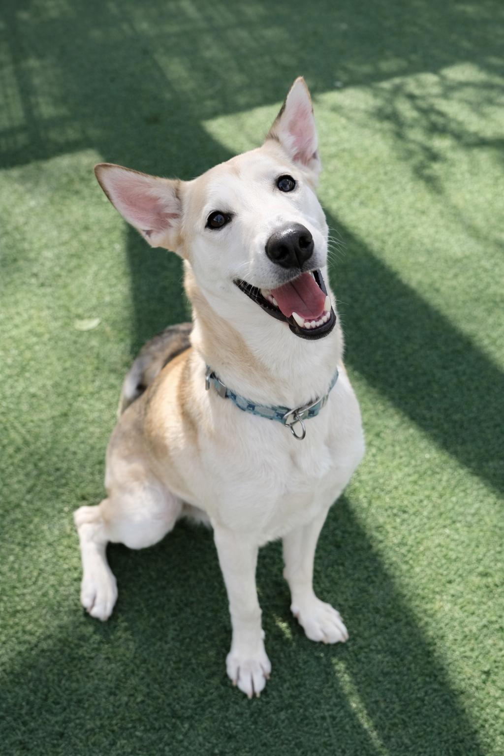 Enlarge Kyaiou , a Adoptable mixed breed in Windcrest, TX image 3/6