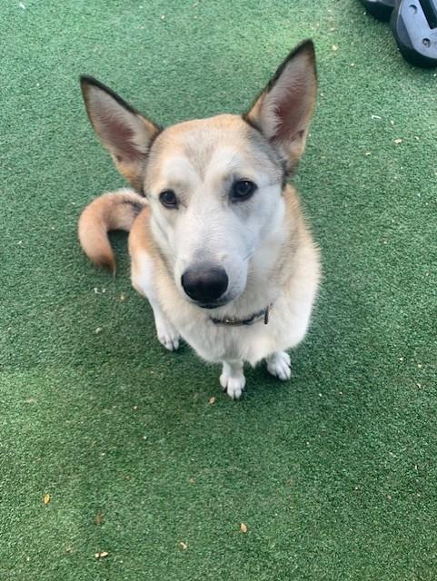 Enlarge Kyaiou , a Adoptable mixed breed in Windcrest, TX image 2/6