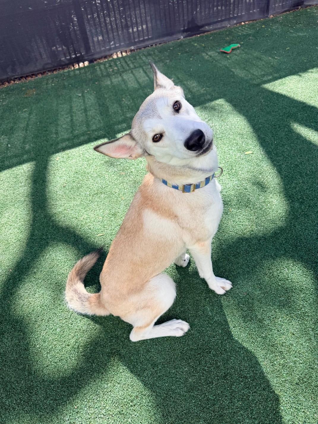 Enlarge Kyaiou , a Adoptable mixed breed in Windcrest, TX image 5/6