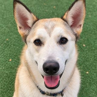 Enlarge Kyaiou , a Adoptable mixed breed in Windcrest, TX image 1/6