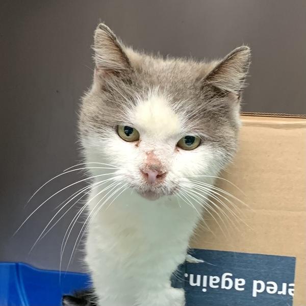 Marmalade, Adoptable, Adult Female Domestic Short Hair.