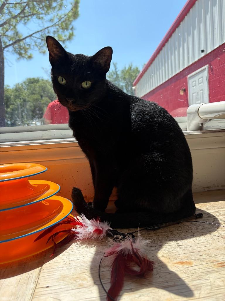 Velvet, Adoptable, Adult Male Domestic Short Hair.
