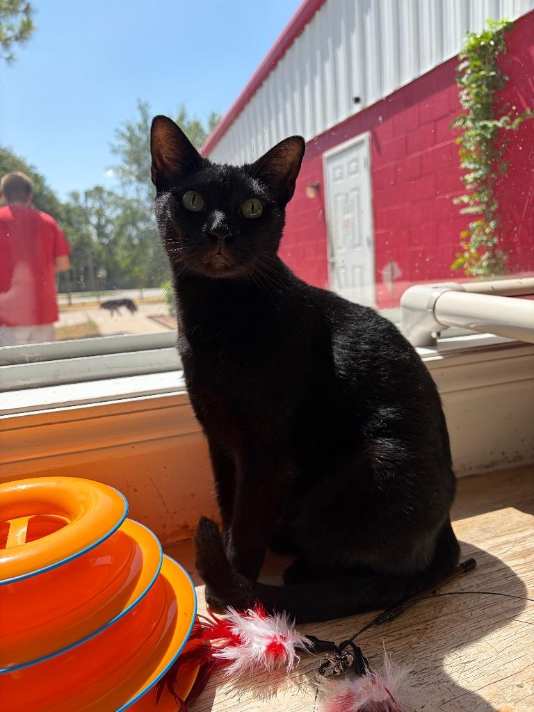 Enlarge Velvet, a Adoptable mixed breed in Ada, OK image 2/3