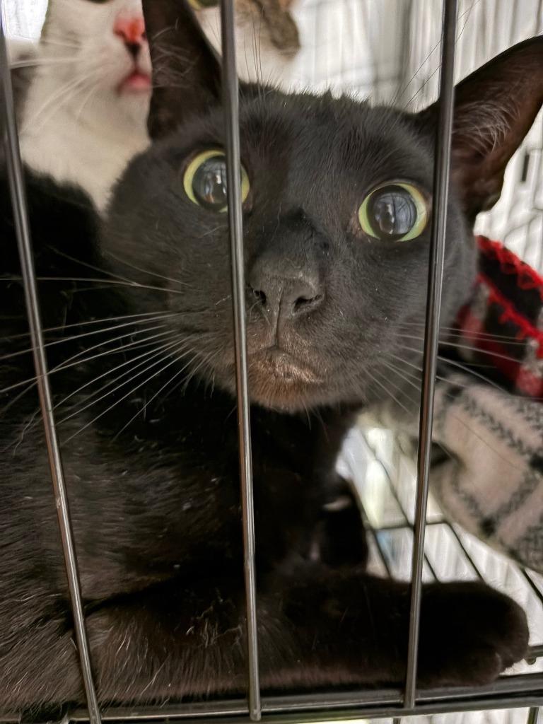 Velvet, a Adoptable mixed breed in Ada, OK image 4/4