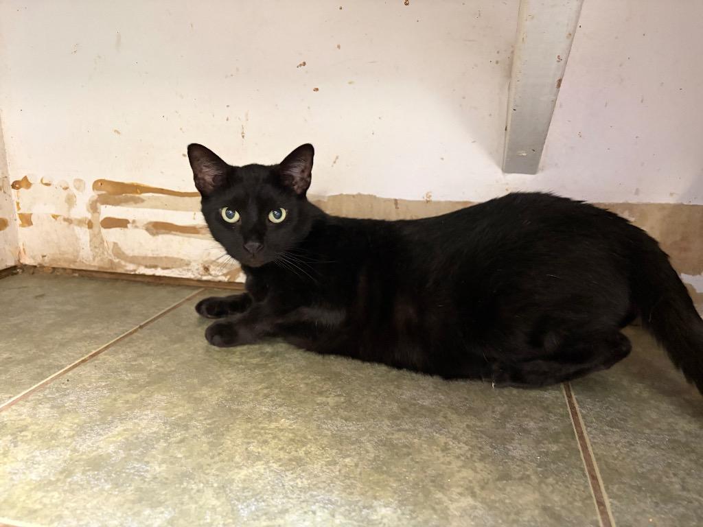 Enlarge Velvet, a Adoptable mixed breed in Ada, OK image 3/3