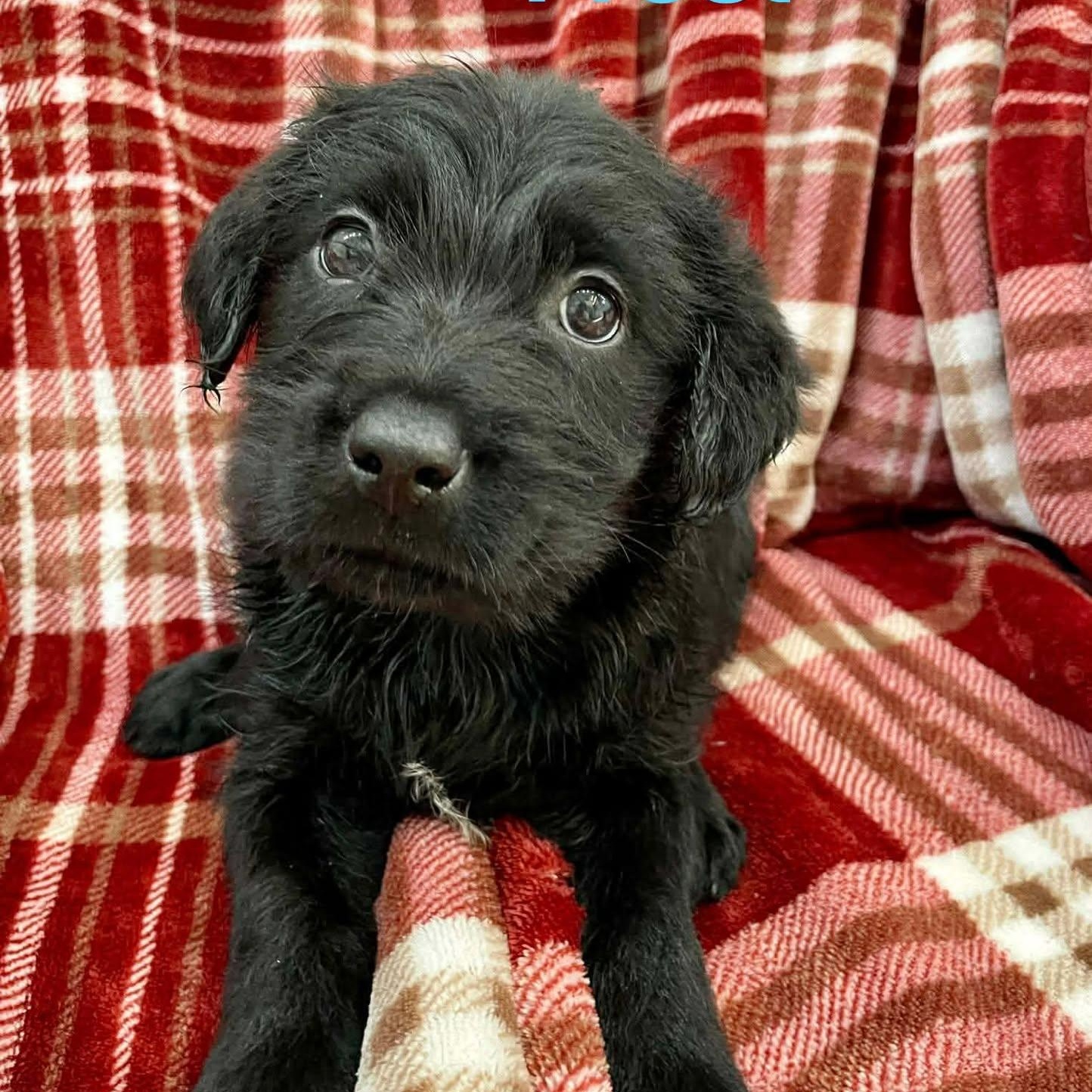 JACK FROST, ADOPTABLE, Puppy Male Goldendoodle & Australian Cattle Dog / Blue Heeler.