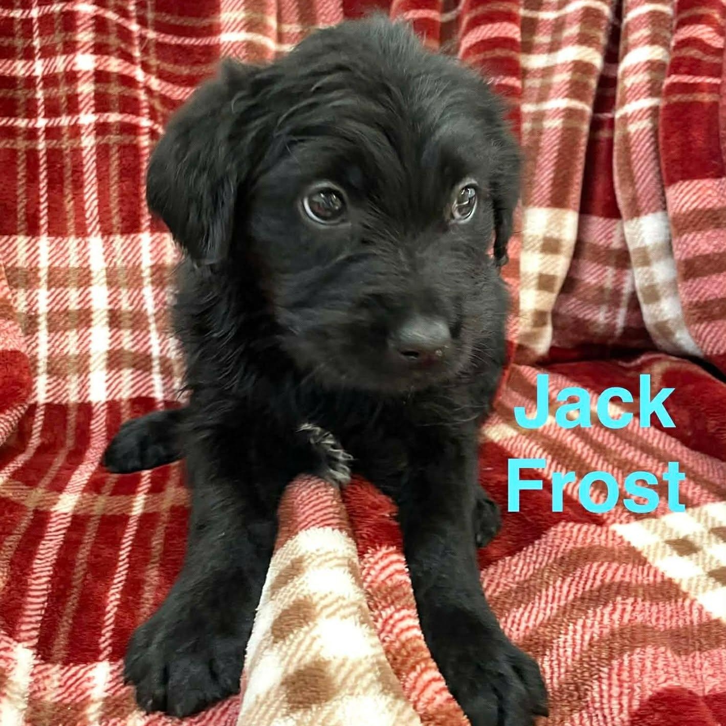 Enlarge JACK FROST, a ADOPTABLE mixed breed in Madisonville, LA image 2/2