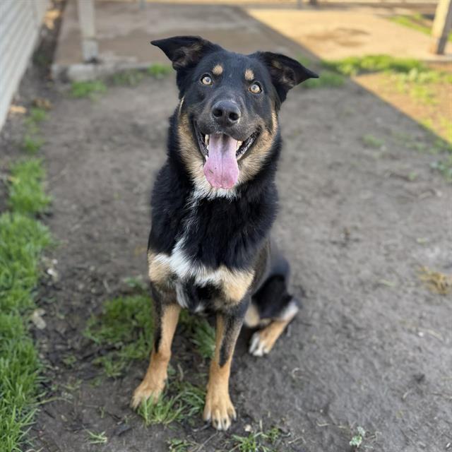 Enlarge INKY, a Adoptable mixed breed in Modesto, CA image 1/1