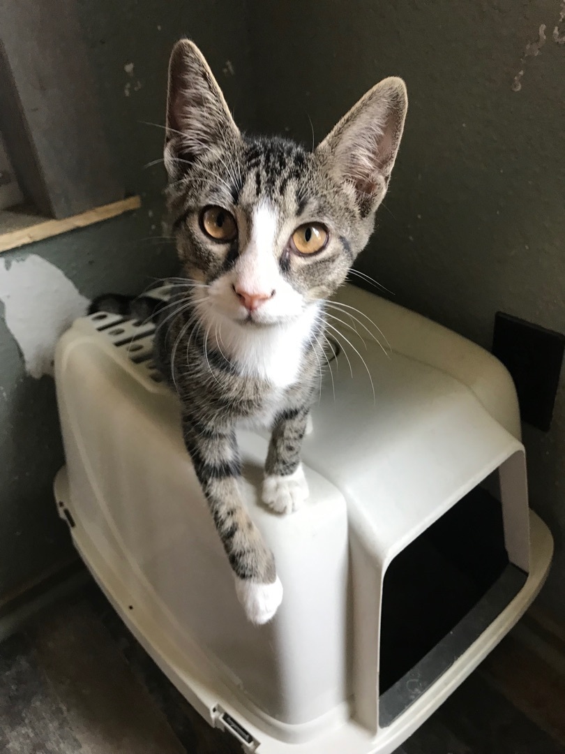 Logan, a Adoptable mixed breed in Beaverton, OR image 1/10