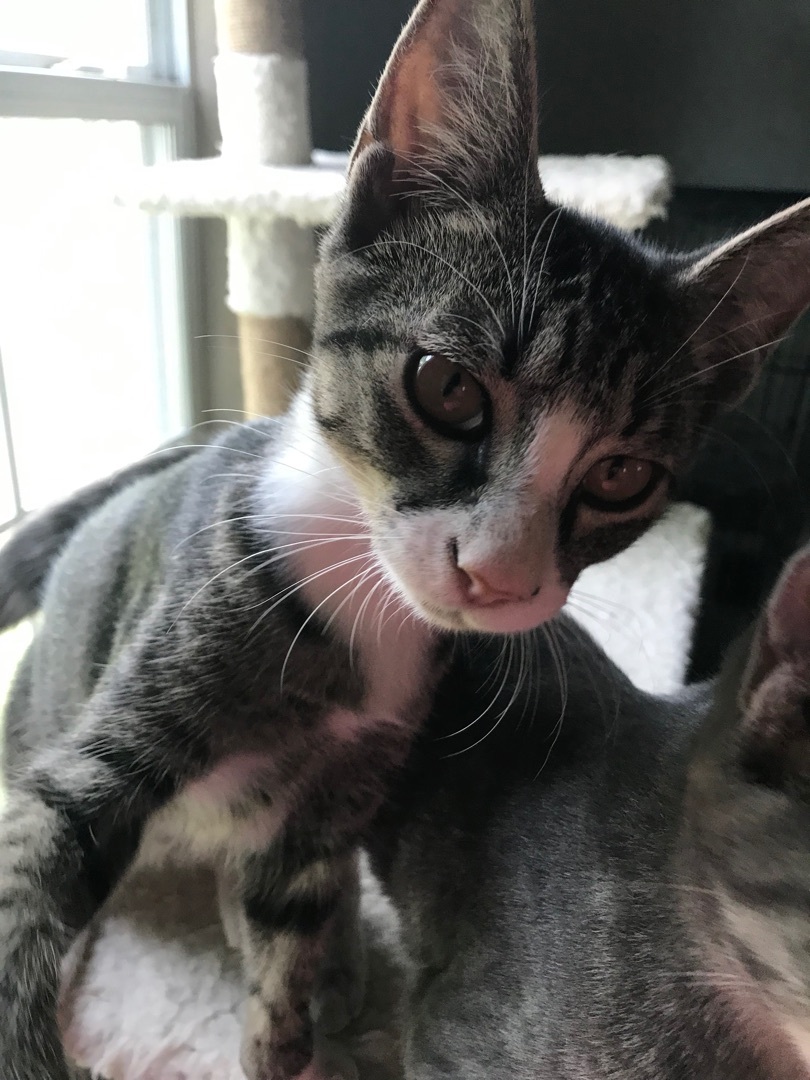 Logan, a Adoptable mixed breed in Beaverton, OR image 2/10