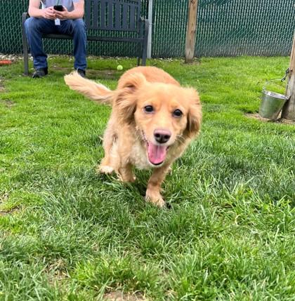 Enlarge Dustie, a ADOPTABLE mixed breed in Vienna, OH image 1/1