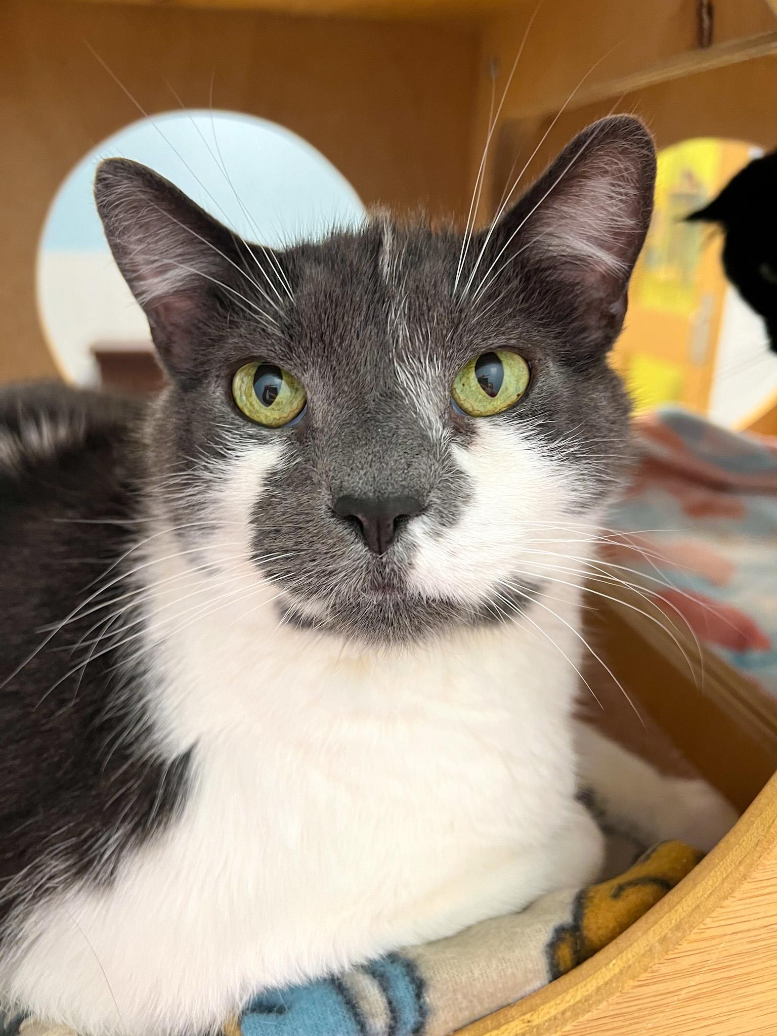 Cubby, a Adoptable Domestic Short Hair in Arlington Heights, IL image 1/3