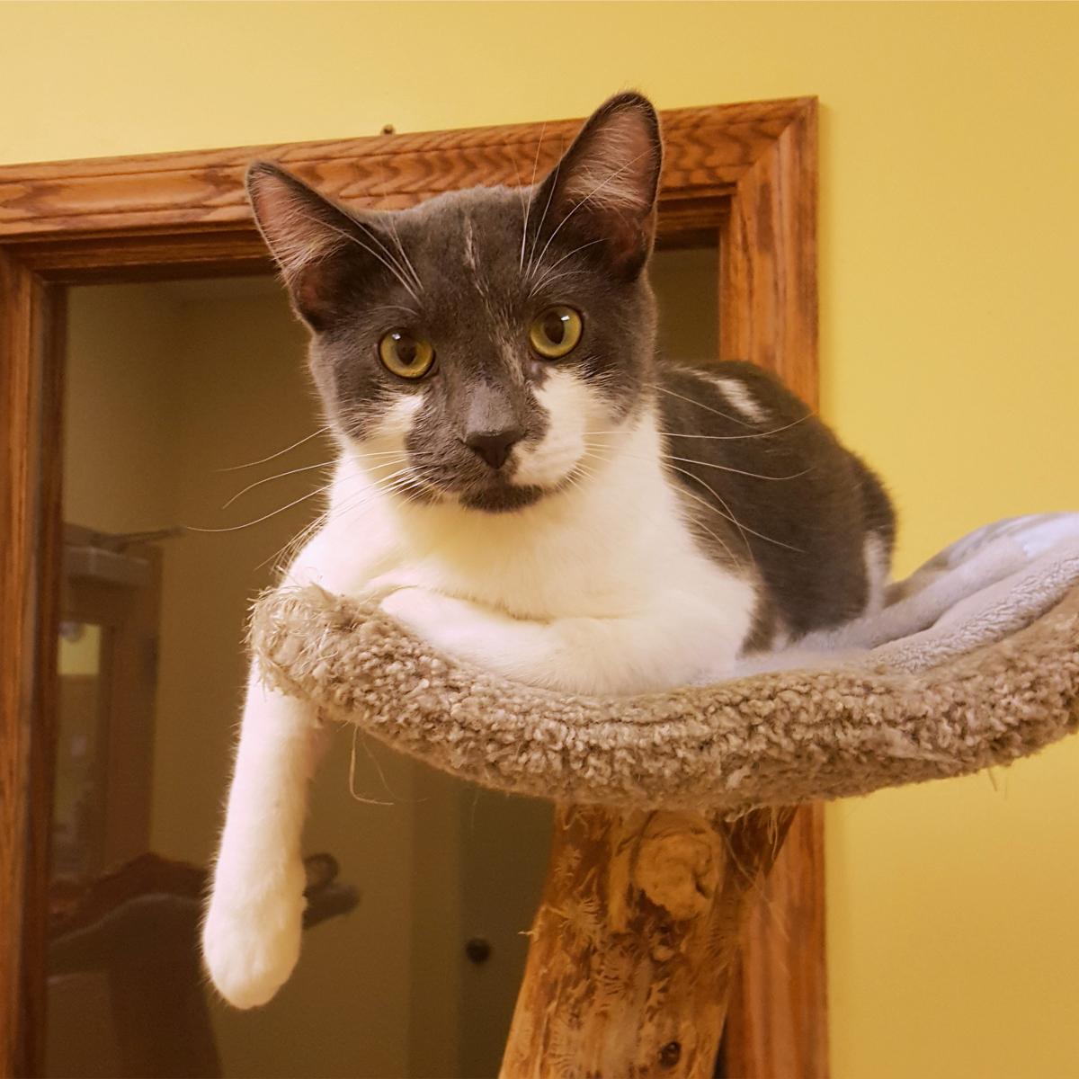 Cubby, a Adoptable Domestic Short Hair in Arlington Heights, IL image 3/3