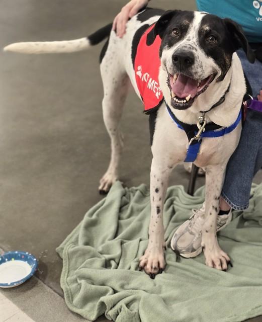 Enlarge OZZIE, a Adoptable mixed breed in Minneapolis, MN image 1/1