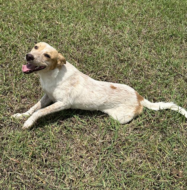 Reddy — thumbnail 3