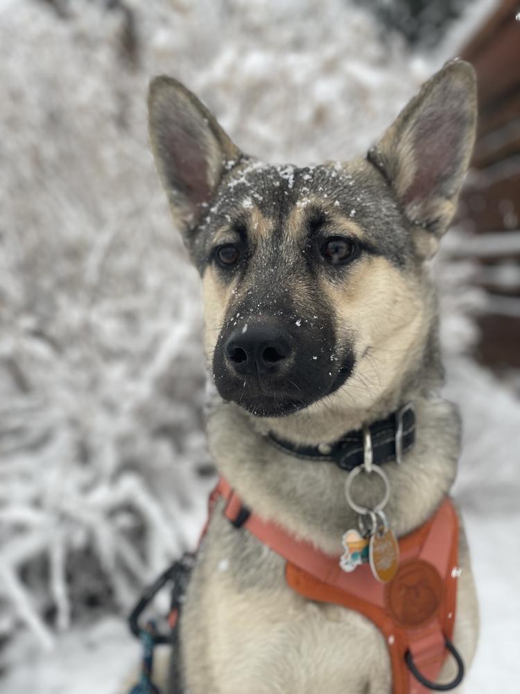 Enlarge Marley, a Adoptable mixed breed in Denver, CO image 1/6