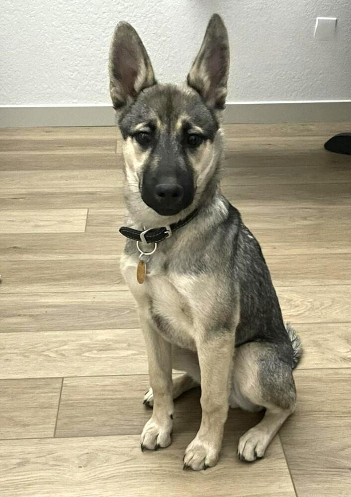 Marley, Adoptable, Puppy Male German Shepherd Dog.