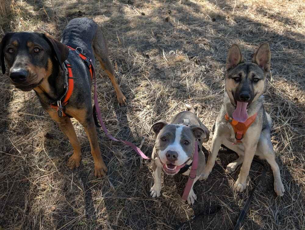 Enlarge Marley, a Adoptable mixed breed in Denver, CO image 2/6