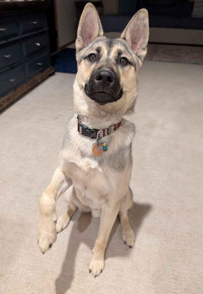 Enlarge Marley, a Adoptable mixed breed in Denver, CO image 3/6