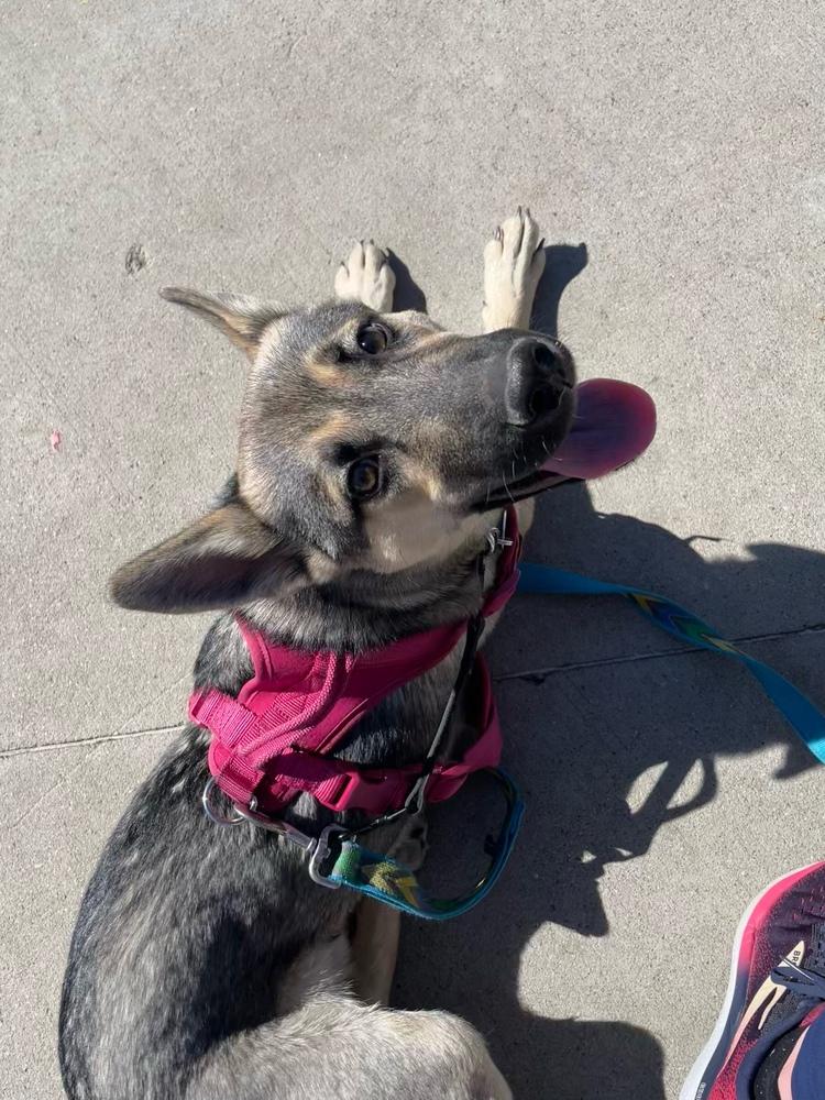 Enlarge Marley, a Adoptable mixed breed in Denver, CO image 2/6