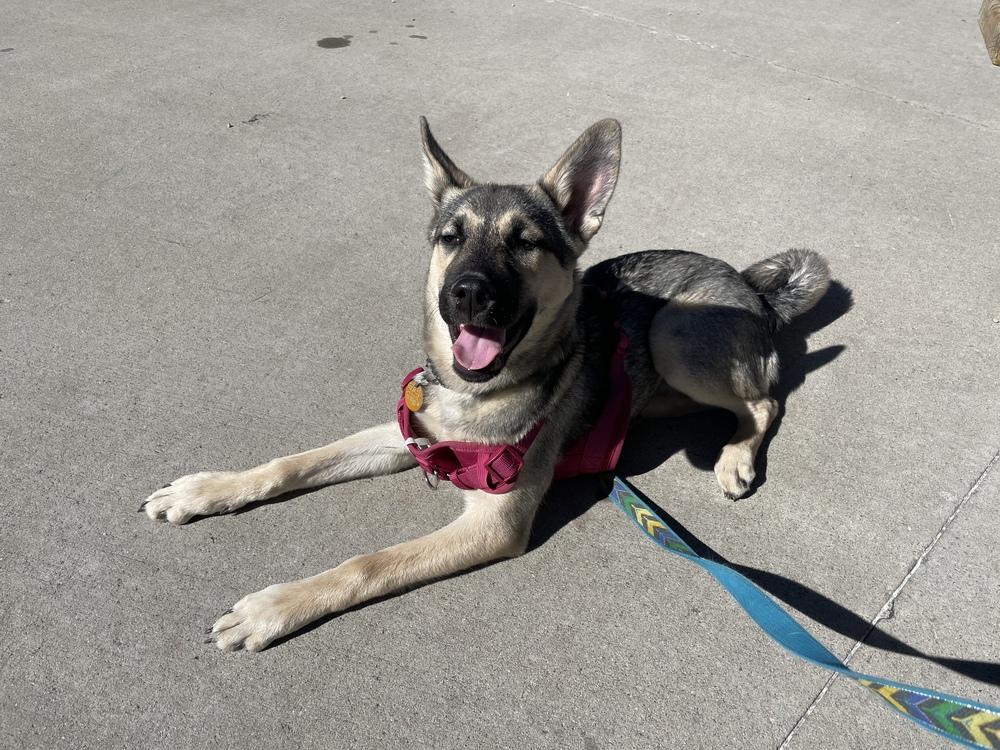 Enlarge Marley, a Adoptable mixed breed in Denver, CO image 3/6