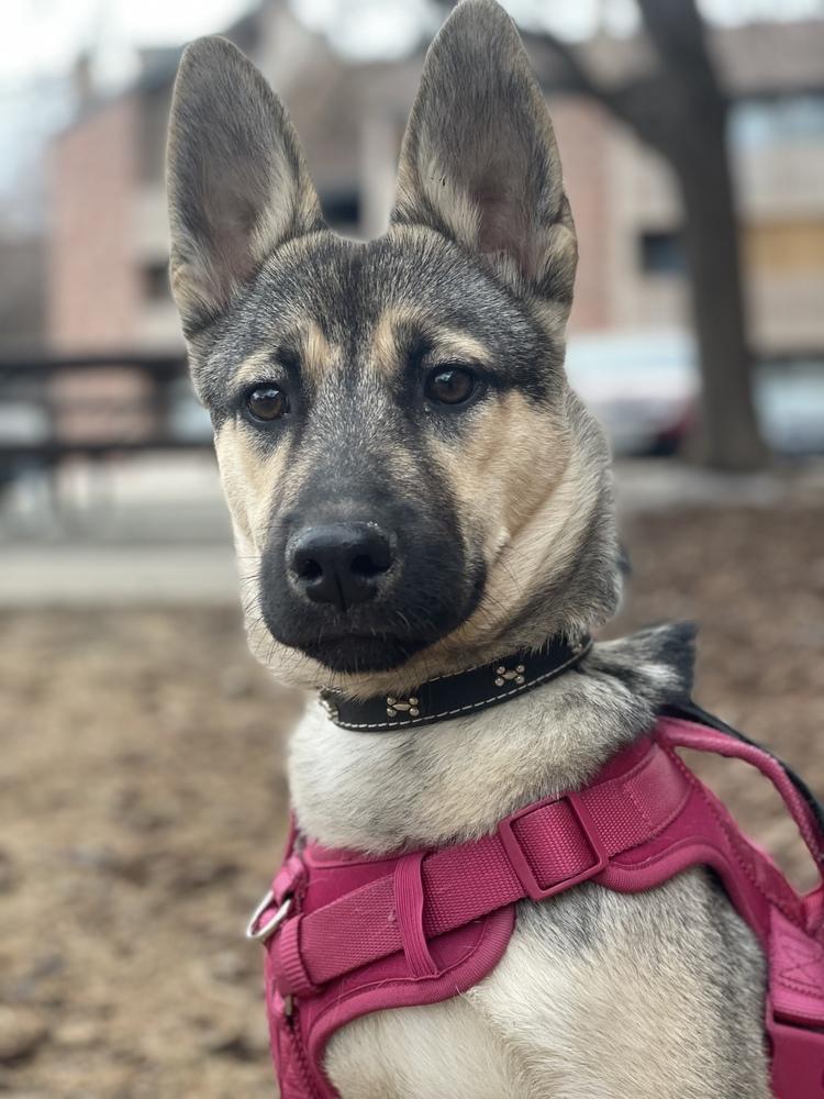 Enlarge Marley, a Adoptable mixed breed in Denver, CO image 4/6